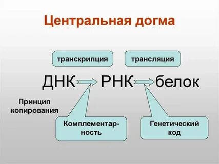 Последовательность реализации наследственной информации