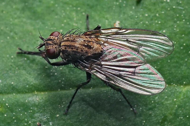 Муха отряд насекомых. Двукрылые строение крыльев. Крылья двукрылых. Крылья двукрылых насекомых. Крылья двукрылых.