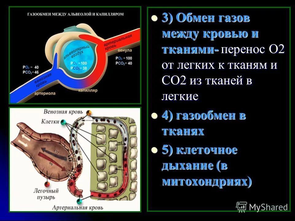 Процесс газообмена называется. Механизм газообмена в лёгких физиология. Процесс газообмена. Механизм газообмена в легких. Схема газообмена в организме.
