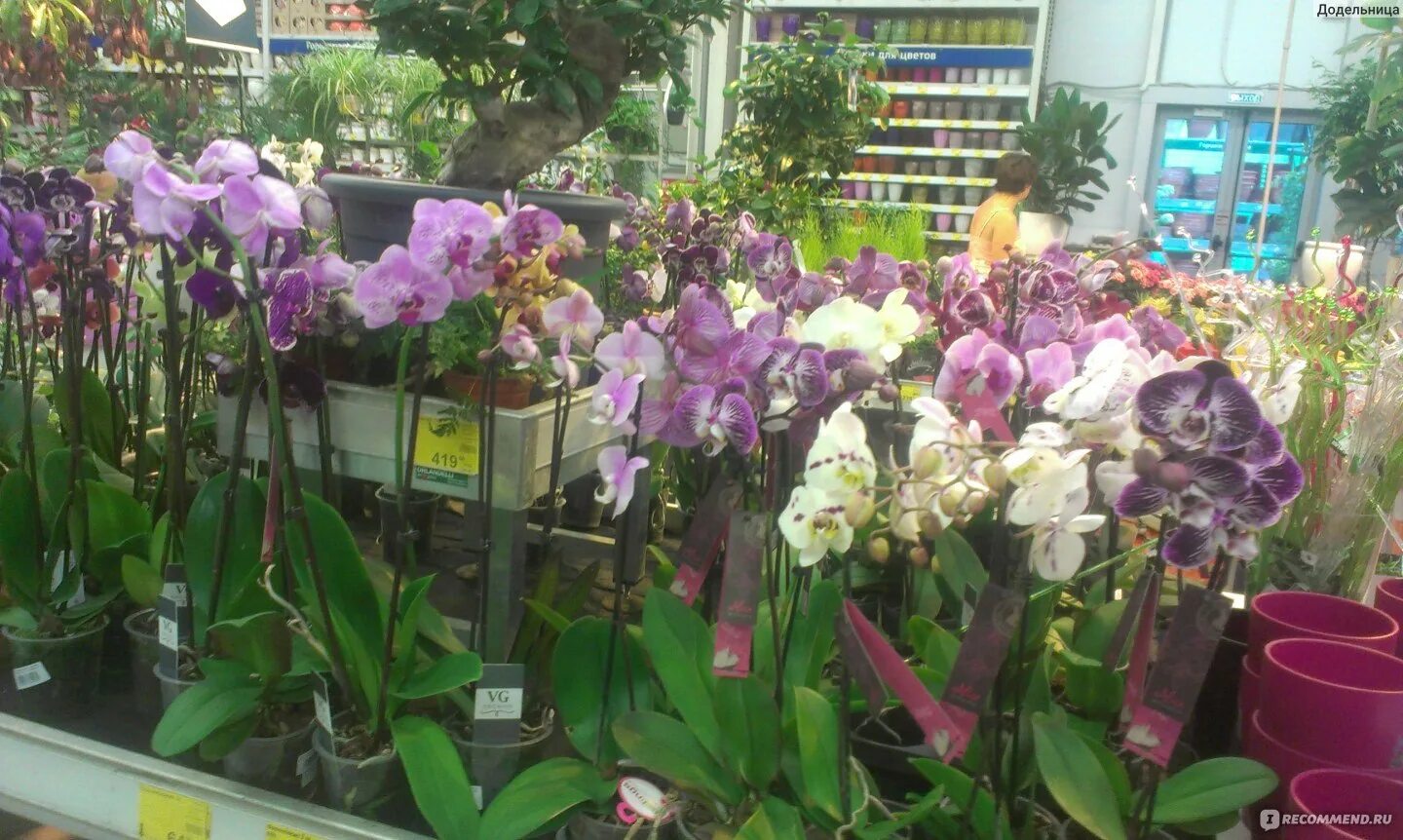 Орхидея воронеж. Орхидея воронеж. Орхидеи воронеж. Орхидея воронеж. Фаленопсис нео.