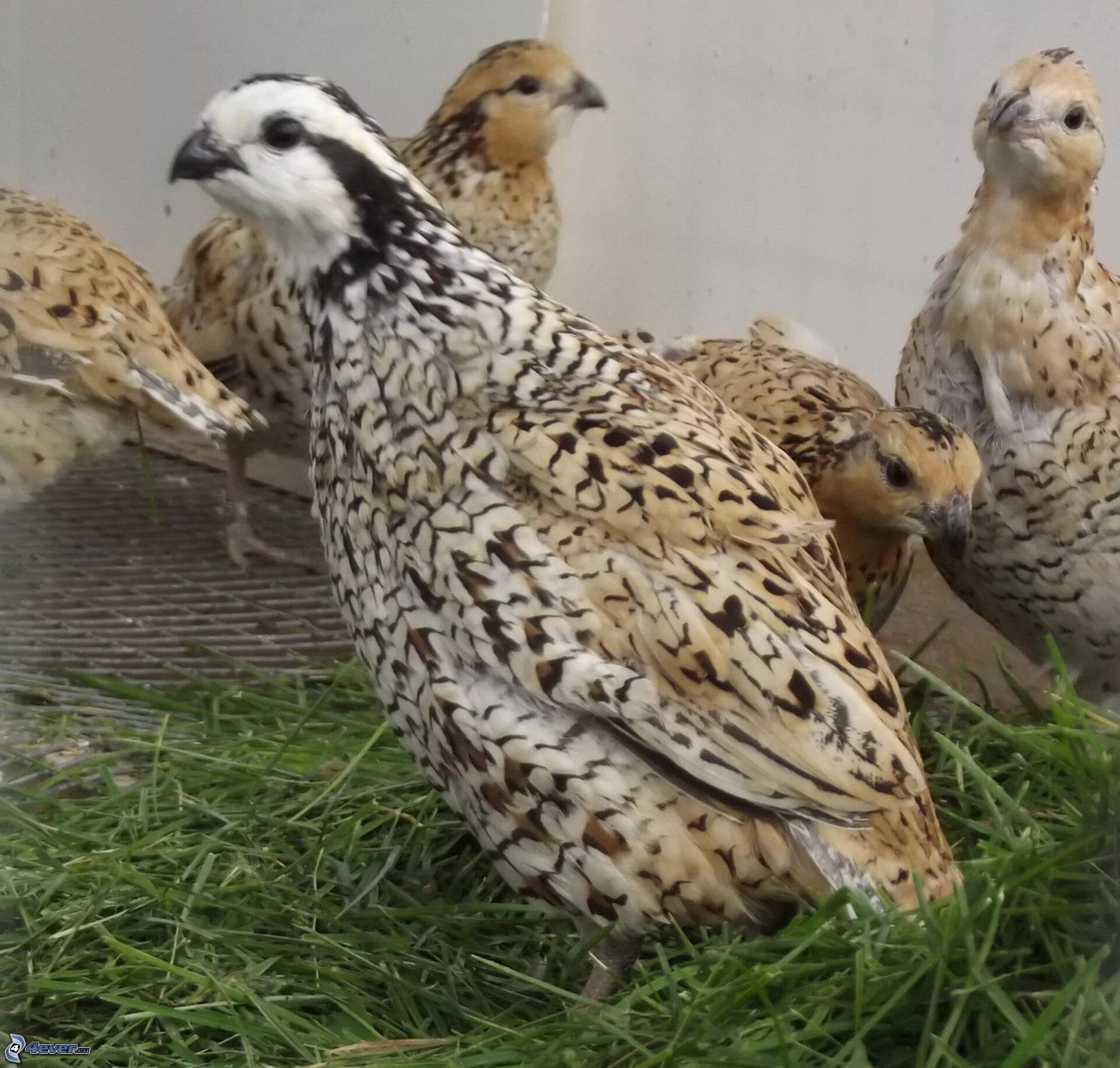 Птицеводство перепела. Bobwhite Quail. Перепелки Мексиканские. Перепел Солидон.