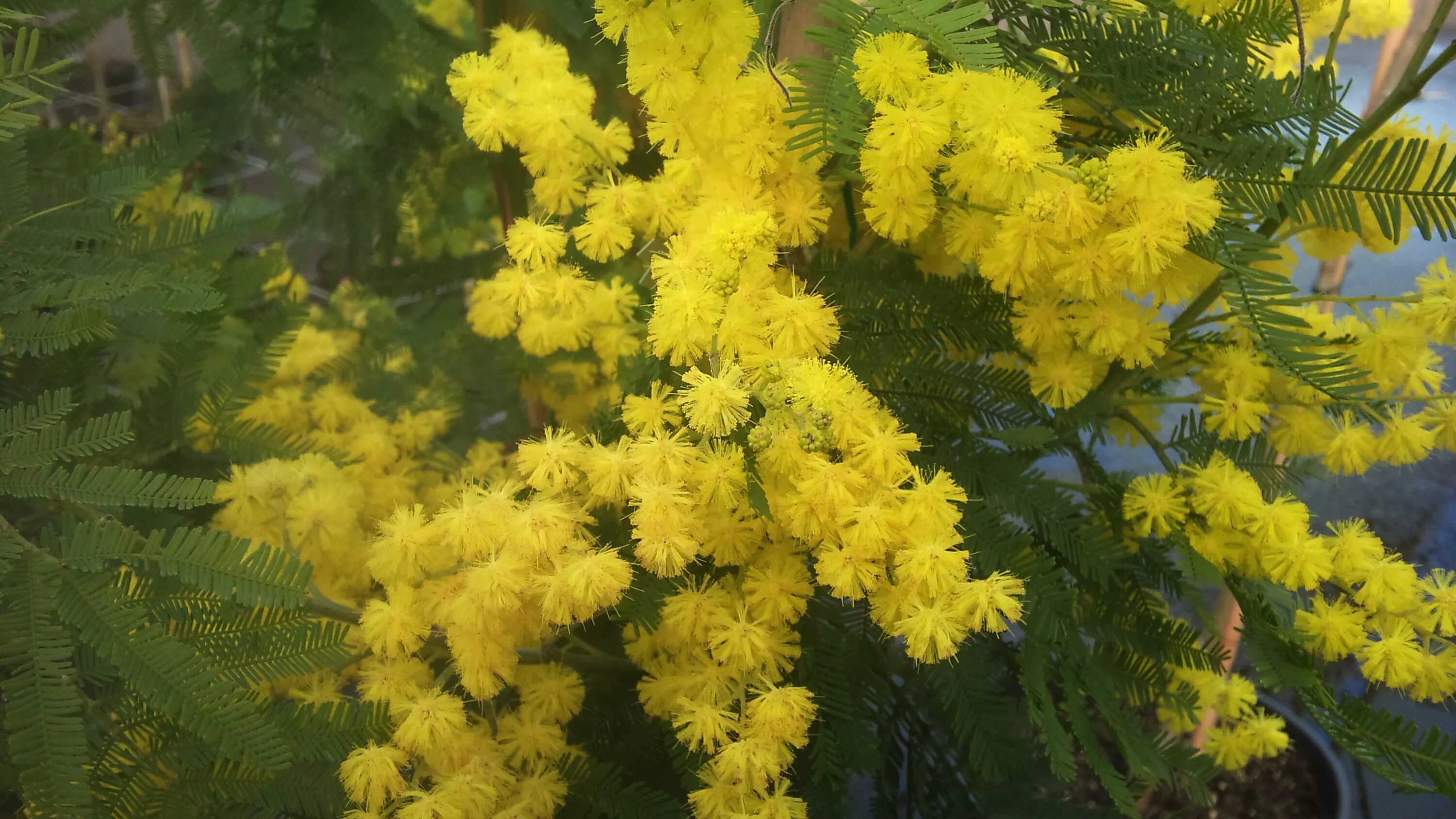 Акация dealbata. Мимоза Acacia dealbata. Акация серебристая Мимоза. Мимоза Акация серебристая горшечная. Почему акацию называют мимозой