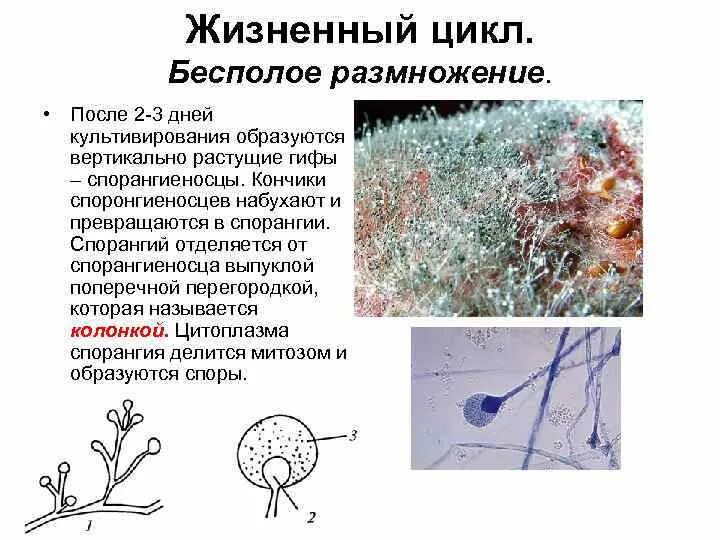 Размножение грибов кандида. Жизненный цикл грибов кандида. Порядок Эндомицетовые. Бесполое размножение. Вместилище бесполых спор грибов