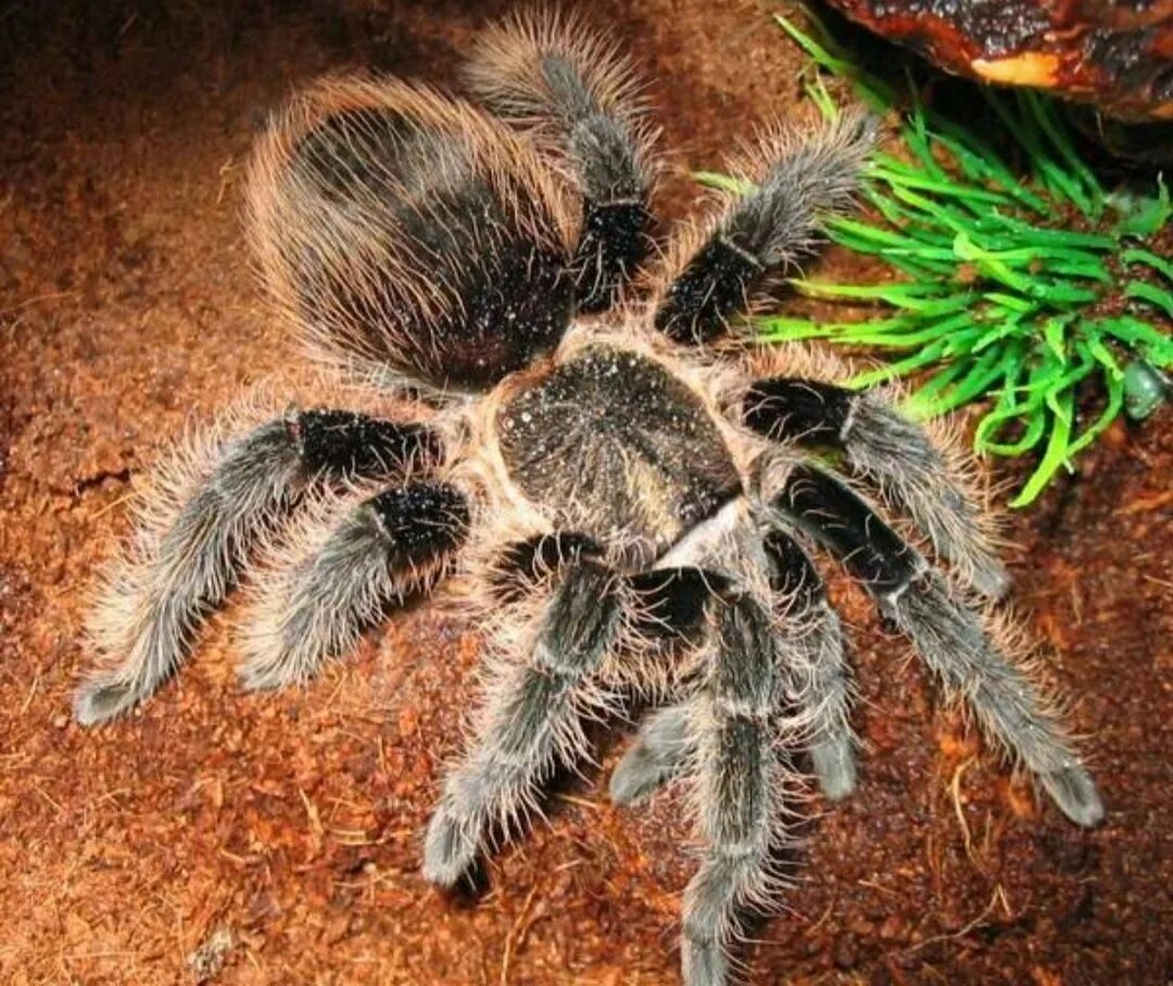 Паук брахипельма альбопилосум. Brachypelma albopilosum. Брахипельма альбопилосум. Паук брахипельма альбопилосум никарагуа. Паук brachypelma albopilosum.