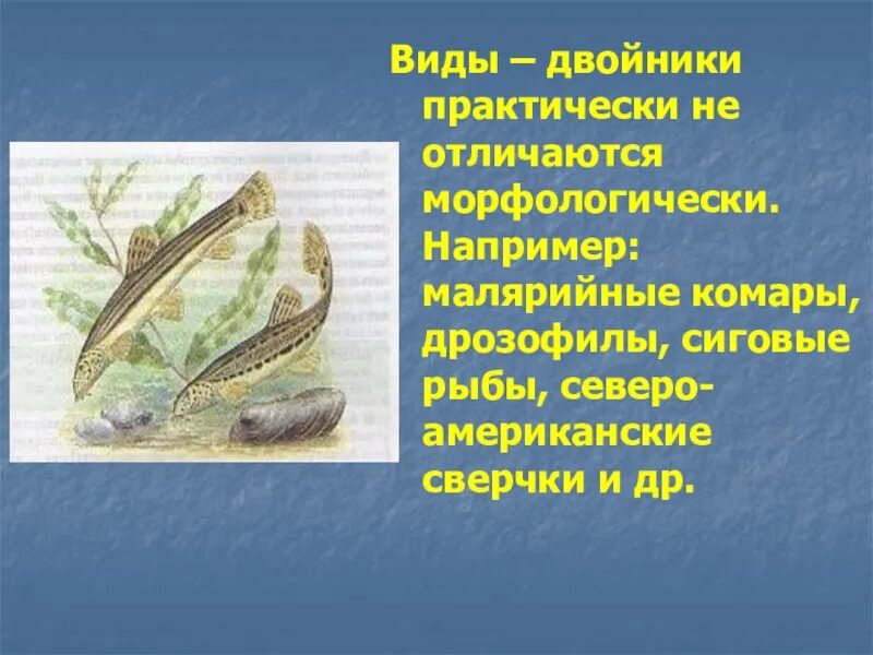 При распознавании видов двойников учитывается