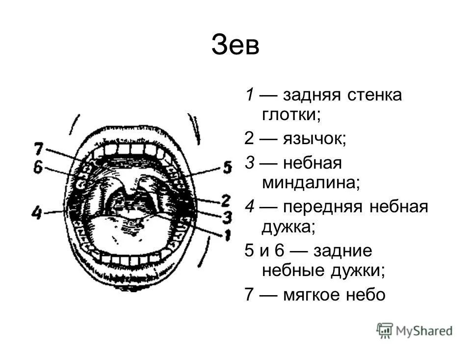 Как выглядит зев. Анатомическая структура зева.
