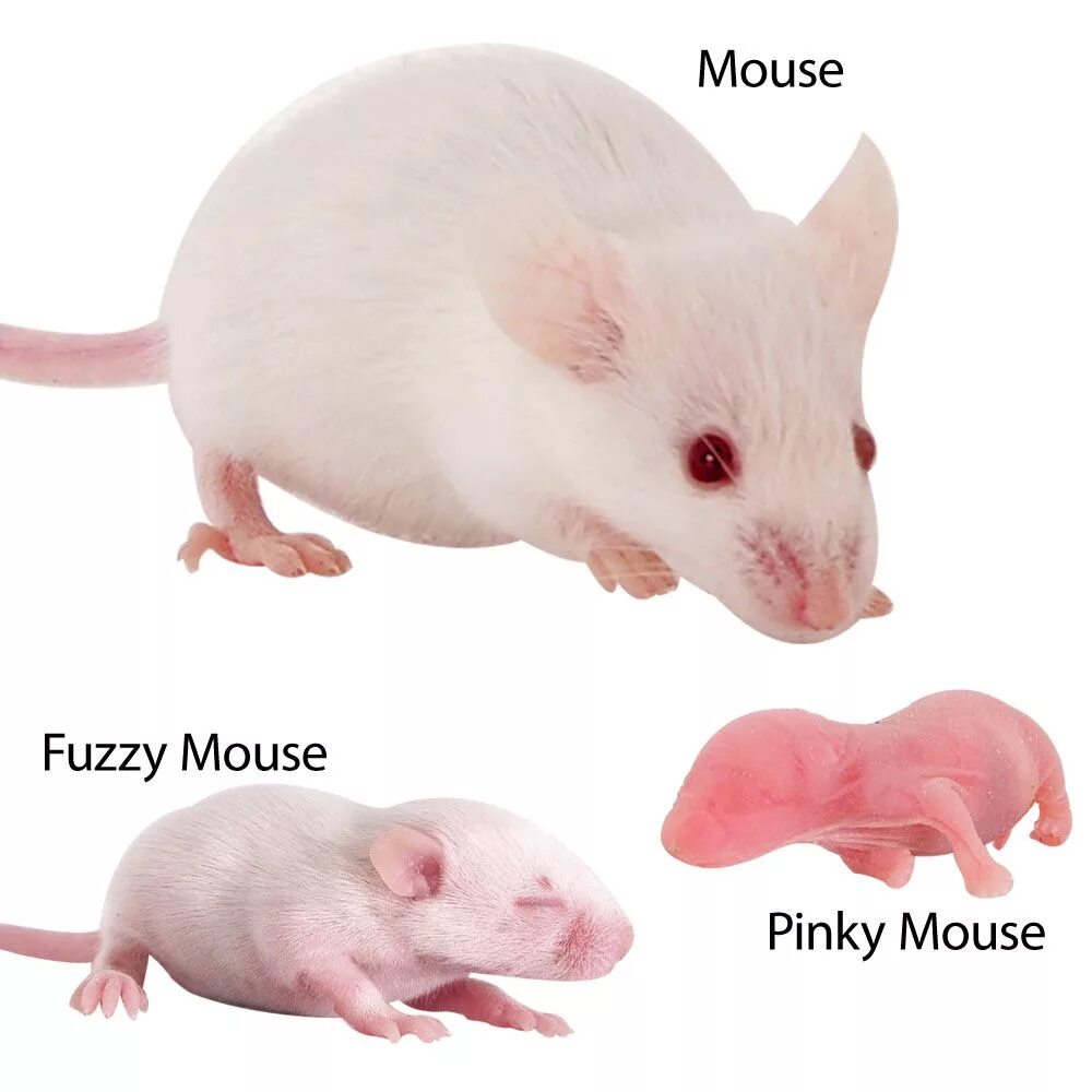 A mouse a small body. Mouse food. rescue rodents 5 of mice and machines перевод.