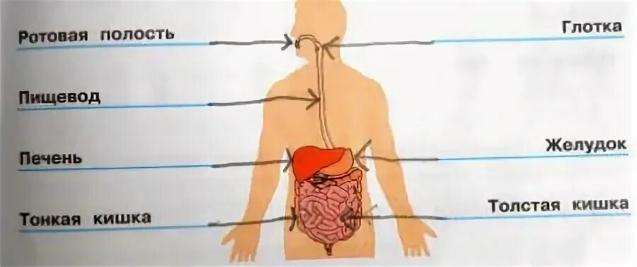 Тест по окружающему миру пищеварительная система. Пищеварительная система 3 класс окружающий. пищеварительная система 3 класс окружающий мир. пищеварительная система человека 3 класс окружающий мир рабочая. пищеварительная система человека 3 класс окружающий мир.