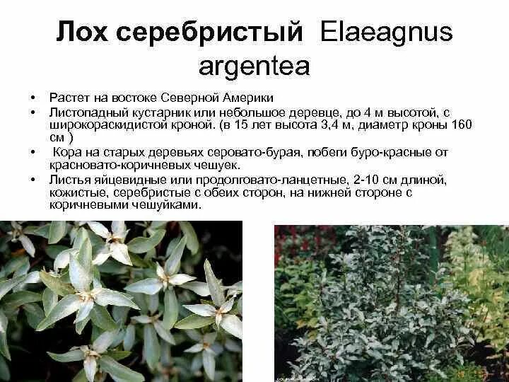 Купить Лох серебристый с доставкой