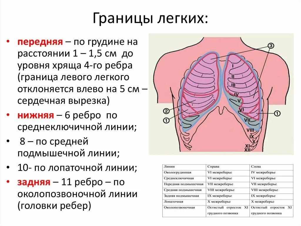 Передняя граница легких. Верхняя граница легких спереди находится. Границы правого и левого легкого таблица. Границы легких снизу. Нижние границы лёгких спереди.