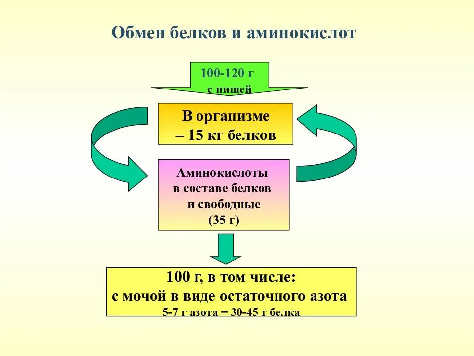 Органы участвующие в белковом обмене. Схема этапов обмена белков. Процессы обмена белков в организме. Обмен белков схема 8 класс. Процесс обмена белков в организме человека.