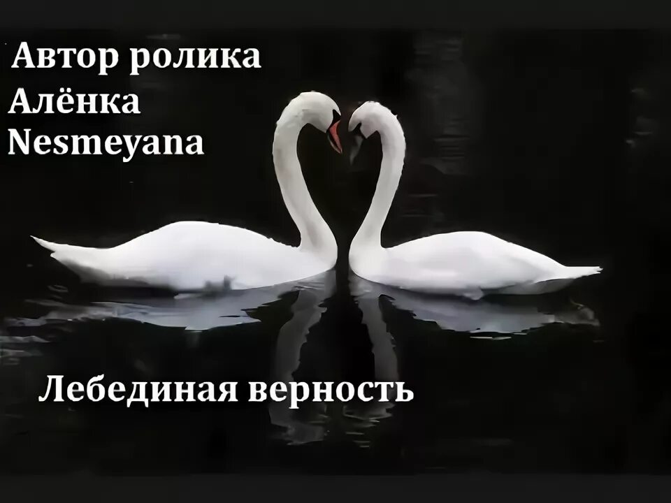 Лебединая верность воробьева. Видеоролик о лебединой верности. Совет да любовь лебеди. Верность в любви любовь и верность Омар. Лебединая верность цитаты.