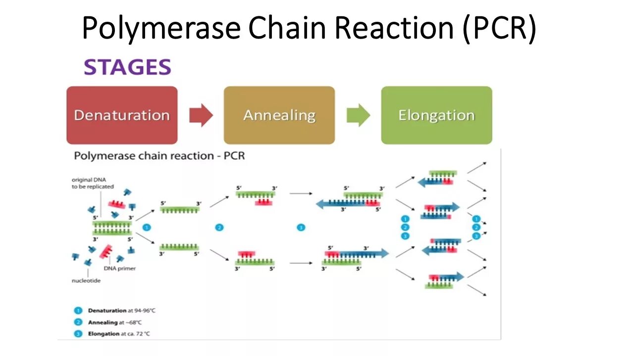 Источник https chemer ru services reactions chains. PCR реакция. Polymerase Chain Reaction (PCR). PCR Chain Reaction. PCR Reaction.