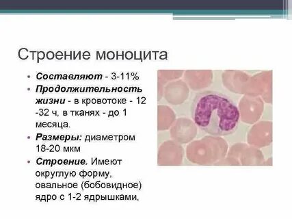 Моноциты лейкоциты это что