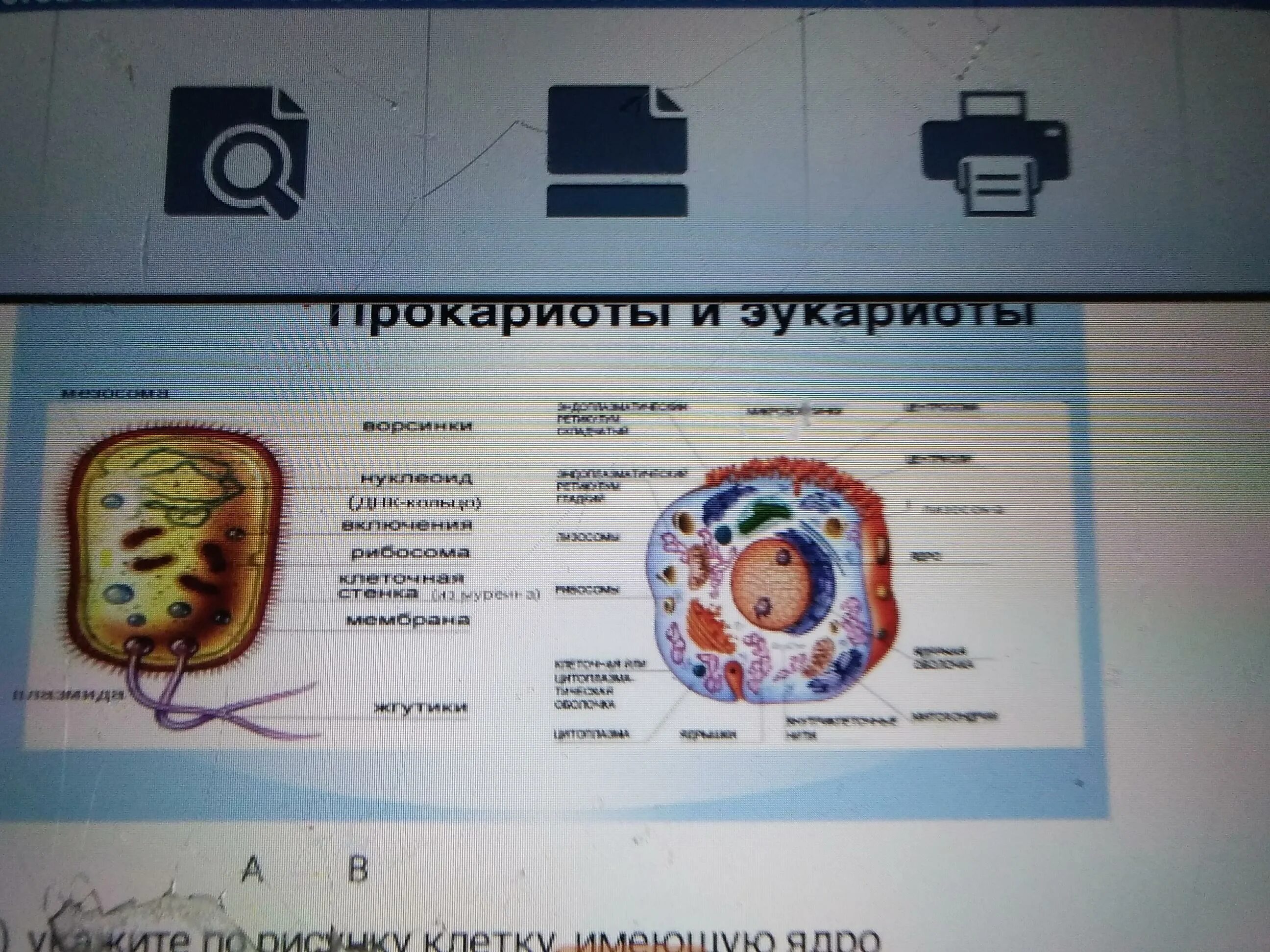 Клетки прокариот не имеют ядра. Прокариоты и эукариоты. Особенности строения клеток прокариот. Клетки высших эукариот изображены на рисунке 5б. Укажите и назовите клетки высших эукариот на рисунке.