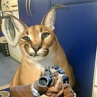 Выдай фотку