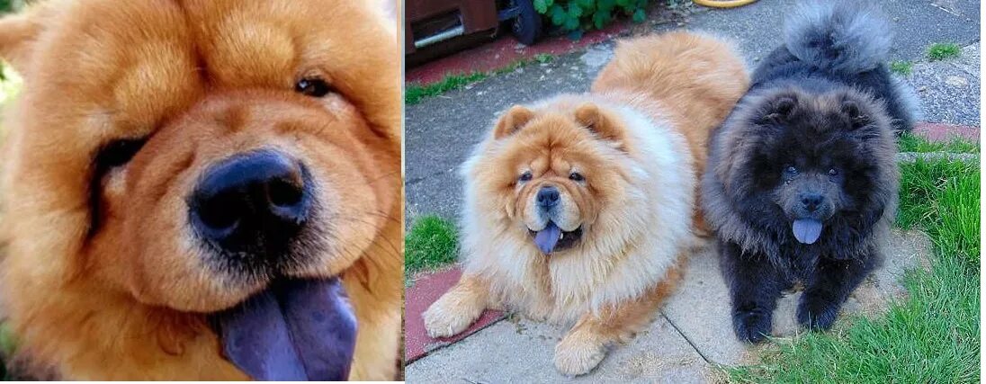 Most Beautiful And Dangerous Dogs #dog #doglover #animallover #viralvideos #funn