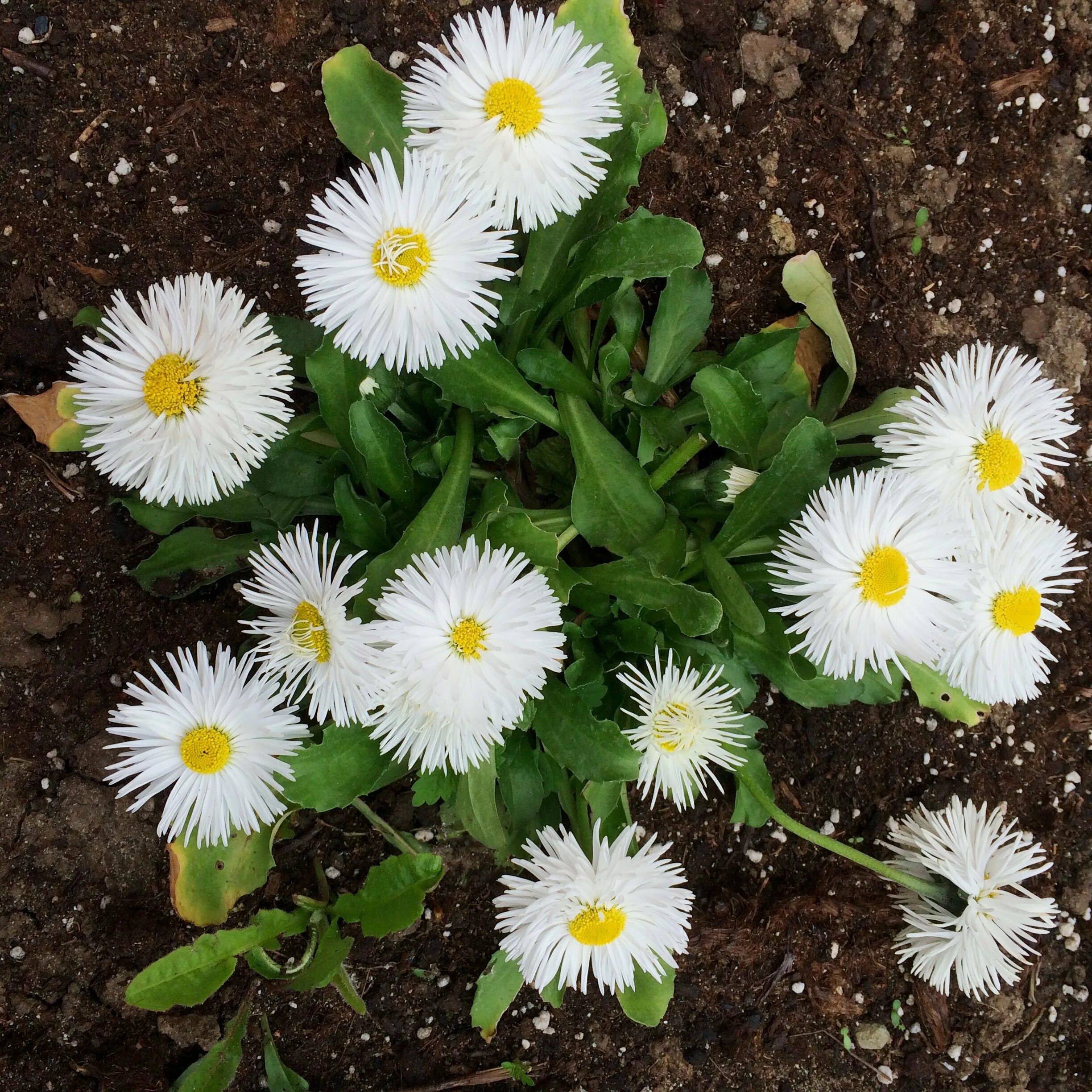 Маргаритка многолетняя выращивание. Маргаритка многолетняя Bellis perennis. Маргаритка Спидстар. Маргаритка хризантемовидная. Дороникум, Маргаритка.