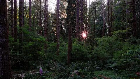 Чаща это частый лес