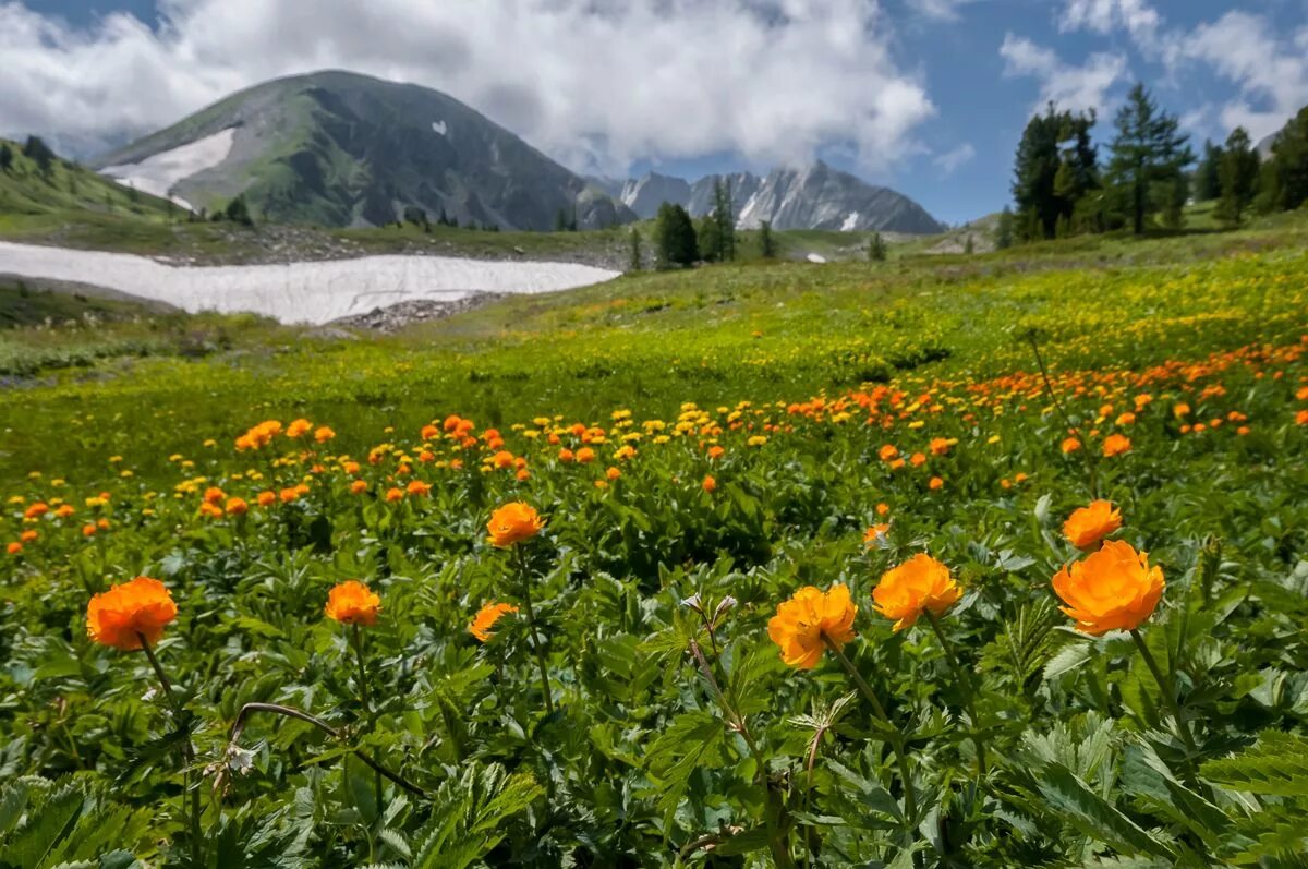 Динамо минск хоккей. Золотые горы алтая альпийские луга. Магазин талнах. Норильск талнах кайеркан. Алтай норильск.