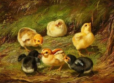 Кролики домашние птицы