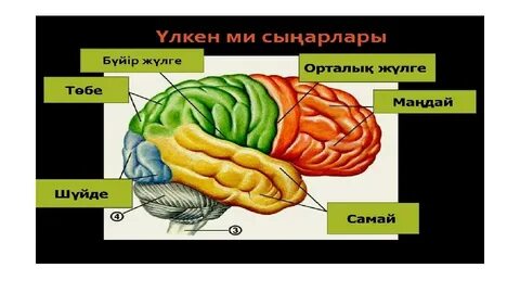 Жапондық әйелдің кискасында заттар бар