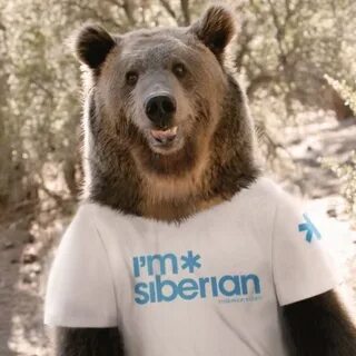 Siberian bear