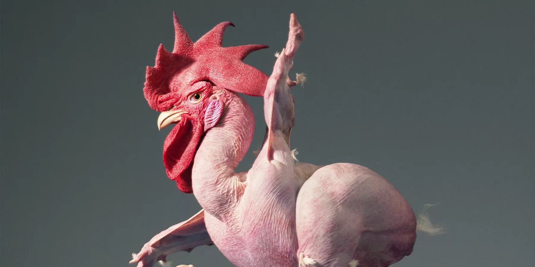 Человек животное без перьев