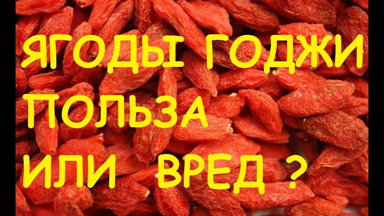 Китайский барбарис годжи. Польза ягод годжи для организма человека. Польза ягод годжи для организма человека. Ягоды годжи. Ягоды годжи для похудения.