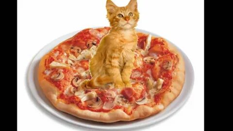 Pizza cats