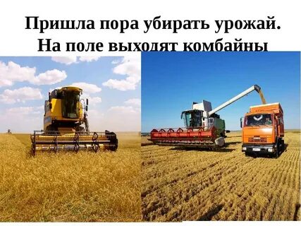 Как выращивают хлеб