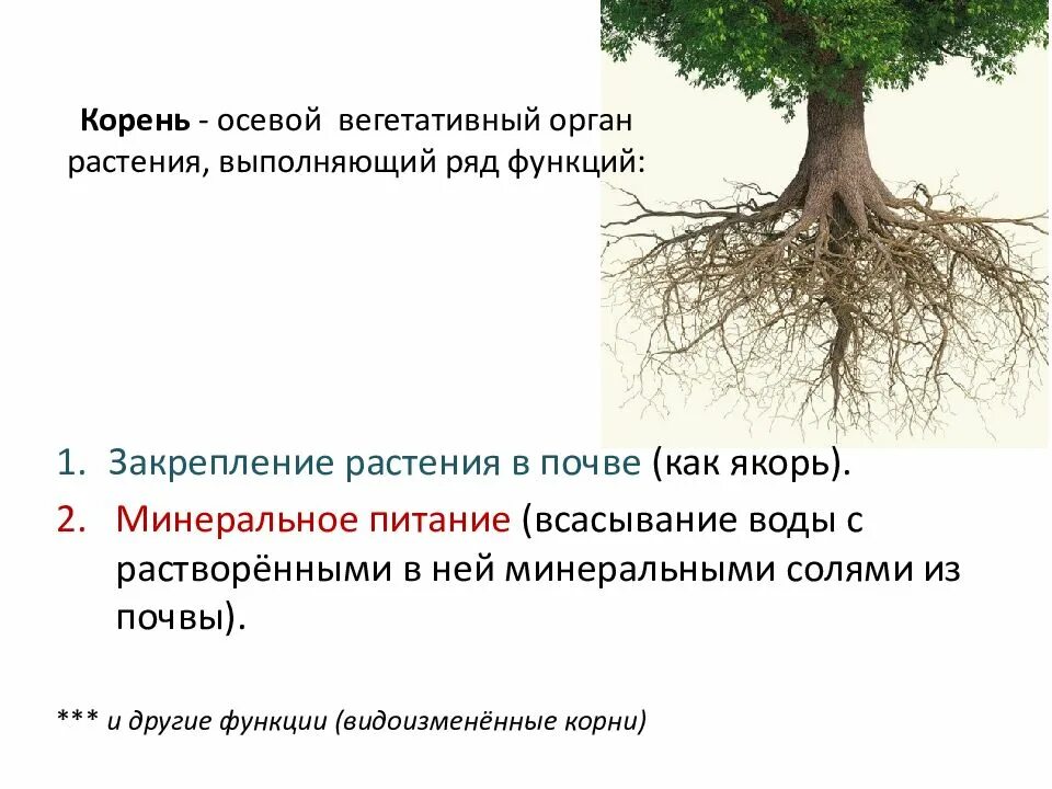 Какую функцию выполняет растение