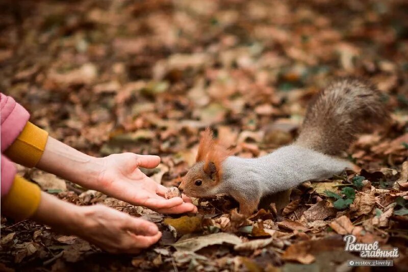 беличья роща