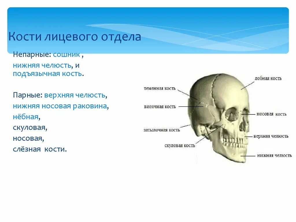 Лицевой отдел черепа кости сошник. Лицевой отдел кости парные и непарные кости. Парные и непарные кости лицевого отдела черепа. Непарные кости лицевого отдела черепа.