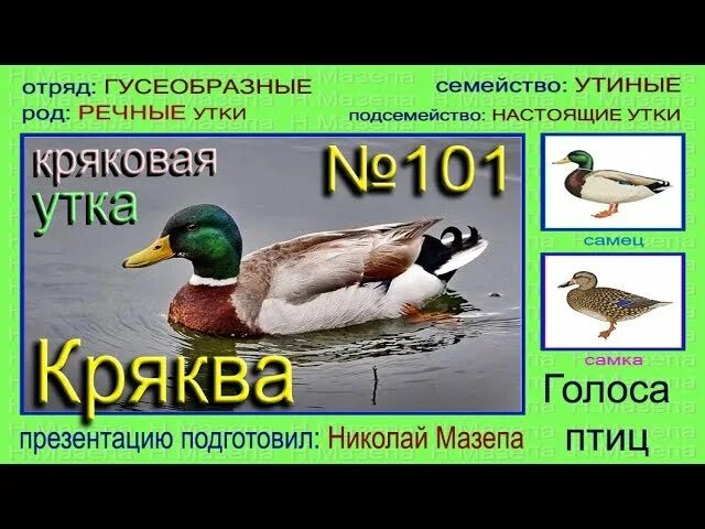 Крик утки для охоты. Утка кряква голос. Голос утки кряквы. Голоса уток для охоты. Кряковые утки для охоты.