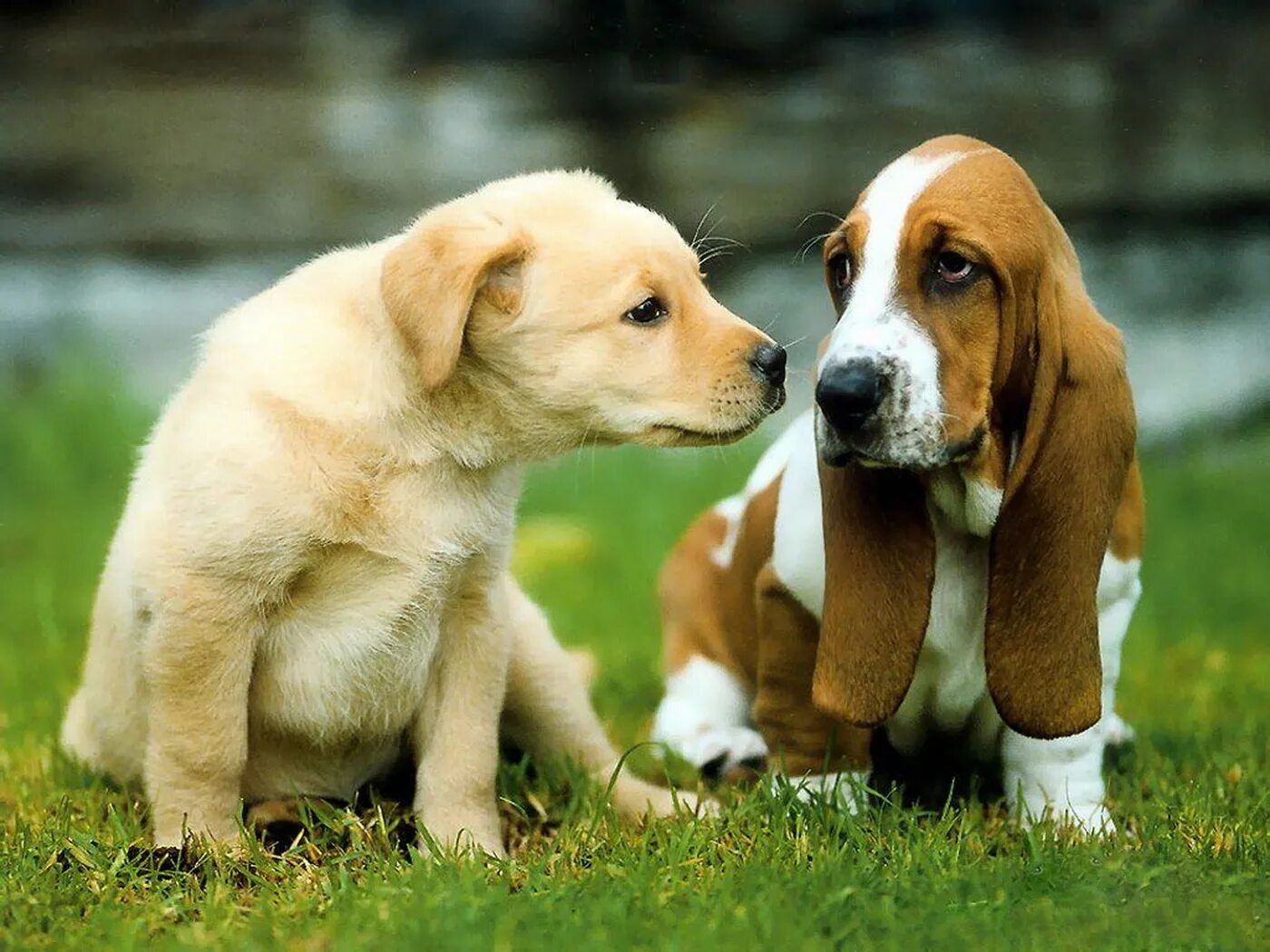 Что говорят животные людям. Собачки. Собаки обнюхивают друг друга. Общение собак. Собака друг.