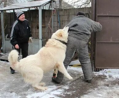 Дагестан собака