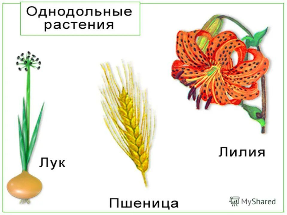 Однодольные растения растения. Виды однодольных растений. Однодольные растения примеры растений. Пример ОДНОДОЛЬНОГОРАСТЕНИЯ.