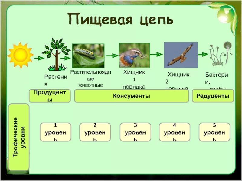 Продуцент 3 порядка является. Цепь питания продуценты консументы редуценты. Пищевая цепь питания редуценты консументы. Цепь питания из 4 звеньев редуценты продуценты консументы. Цепь питания редуцентов консументов продуцентов.