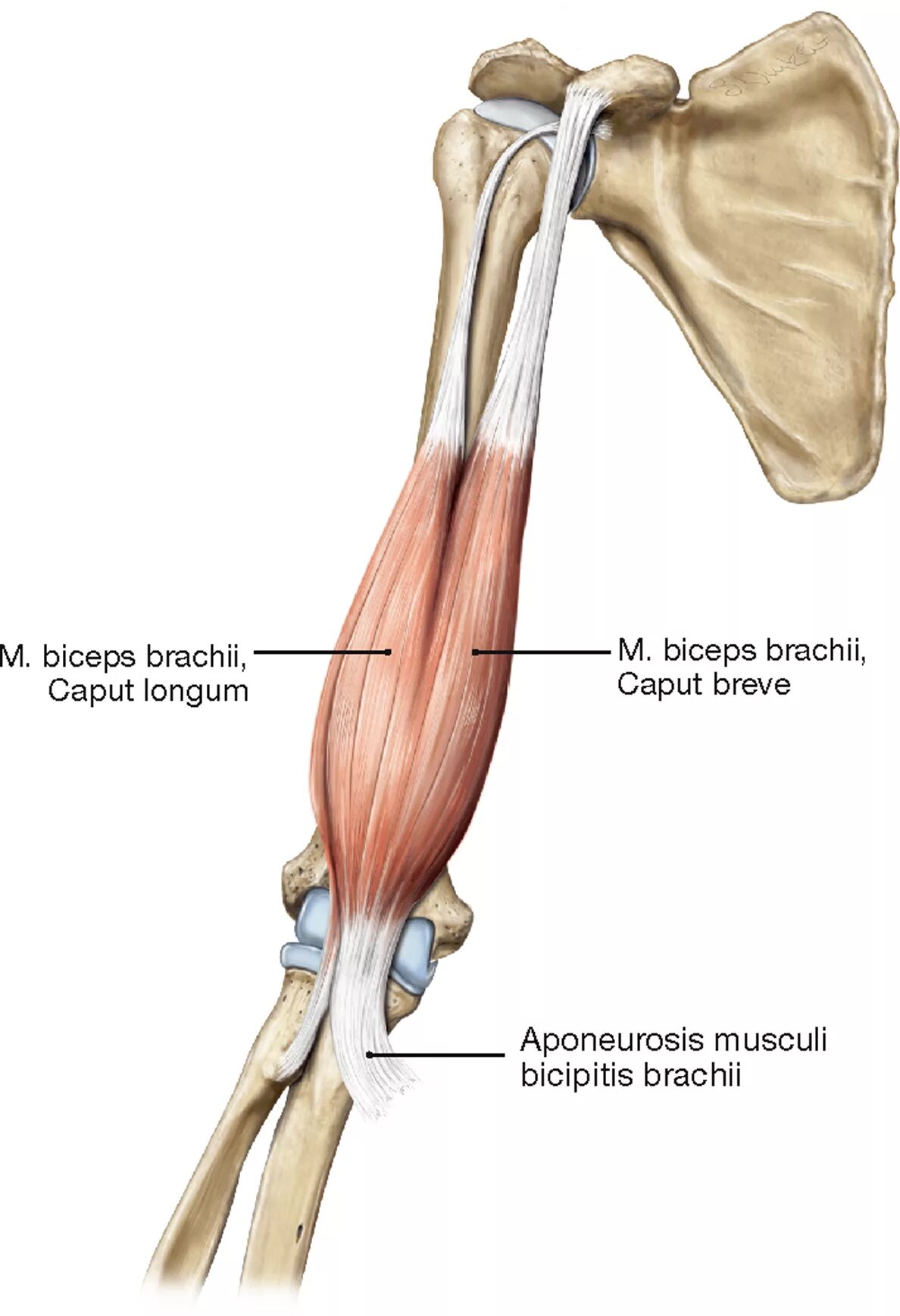 M. biceps brachii и m. brachialis. Biceps brachii longum. Musculus biceps brachii. M biceps brachii короткая головка.