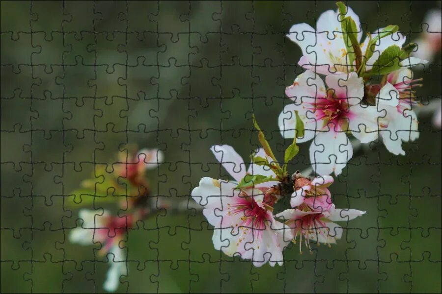 Цветущий миндаль. Цветущий миндаль. Almond flowers. Цветы миндаля. Almond flowers.