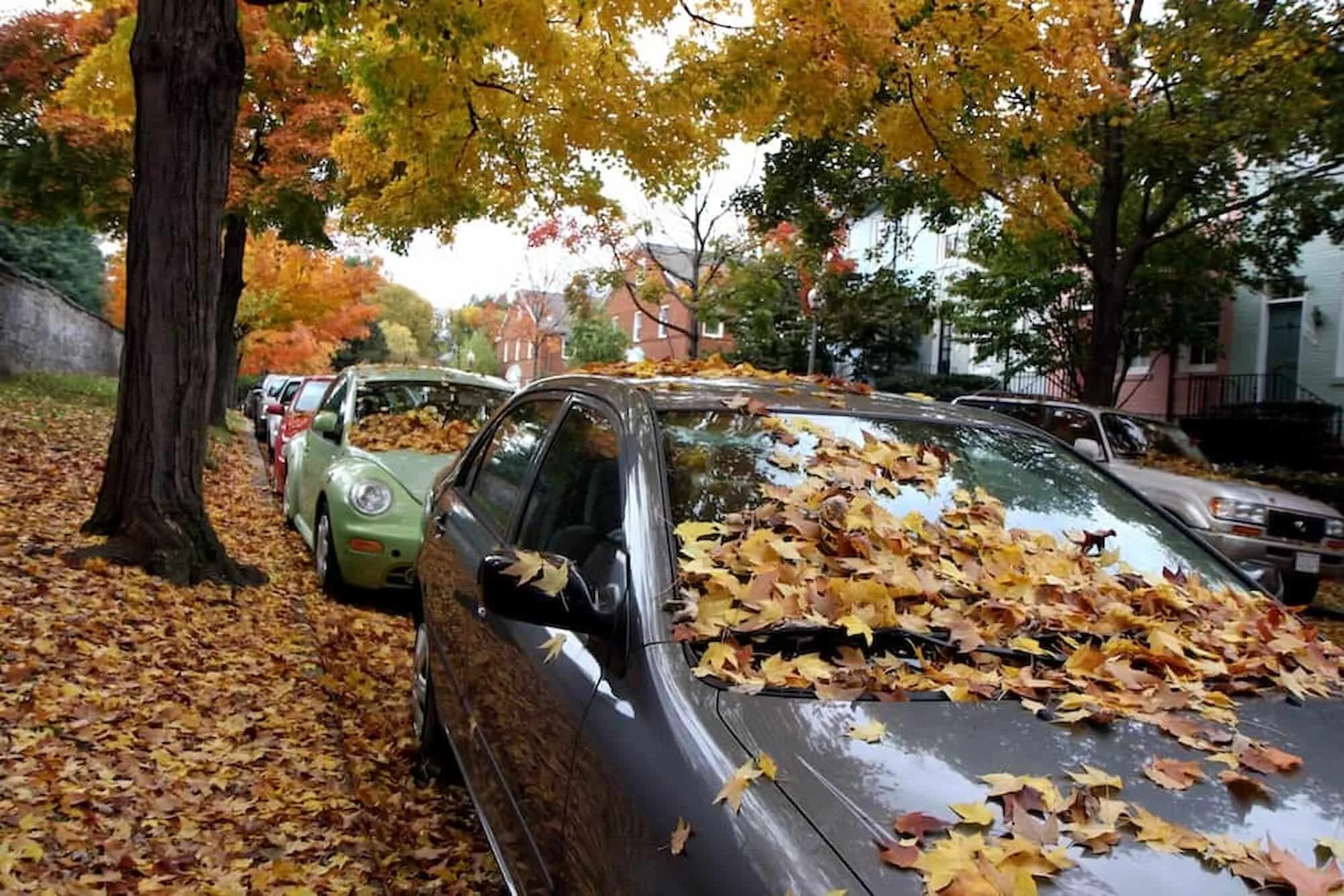 The car on the left is. Машина осенью. Fallen на машине. Машина в листьях vs чистая машина. Leaves on the car.