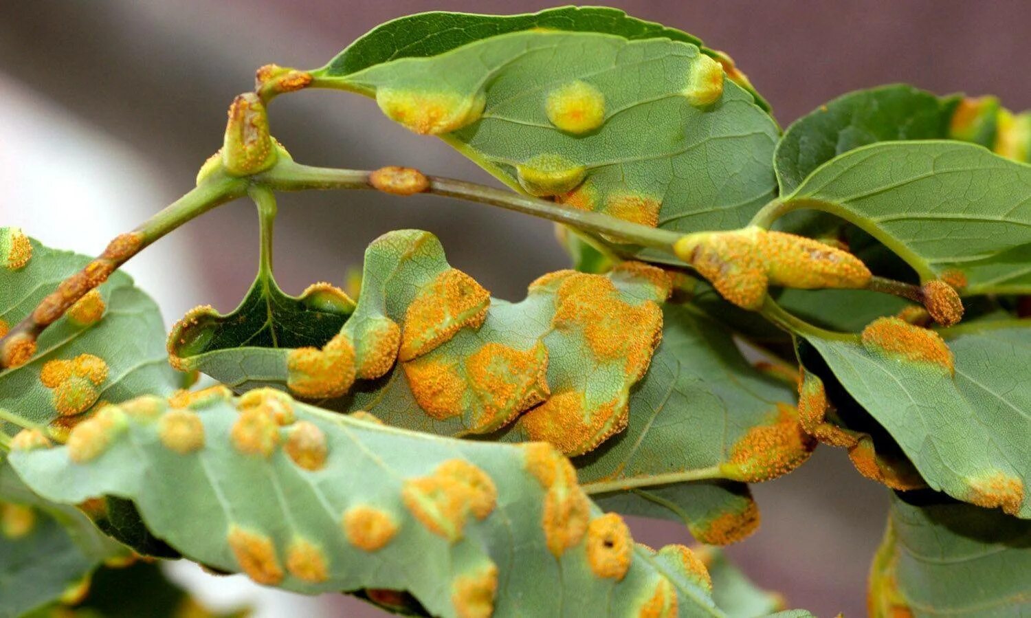 Plant disease. Энтомоспориоз груши. Ржавчинный гриб паразит. Ржавчина груши (ржавчинный гриб). Ржавчинный гриб на можжевельнике.