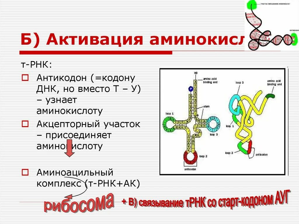 Антикодон транспортной РНК. Аминокислота антикодон МРНК. ТРНК С аминокислотой. ТРНК присоединяет аминокислоту. Кодоны т рнк