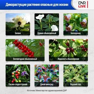 Растения опасные для жизни и здоровья