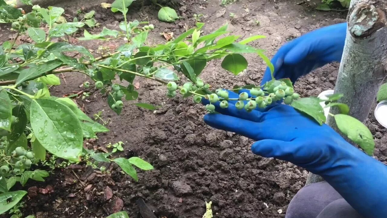 Подкормка голубики весной и летом. Грядка для голубики. Удобрение для голубики садовой. Удобрение по листу для голубики. Весенняя подкормка голубики.