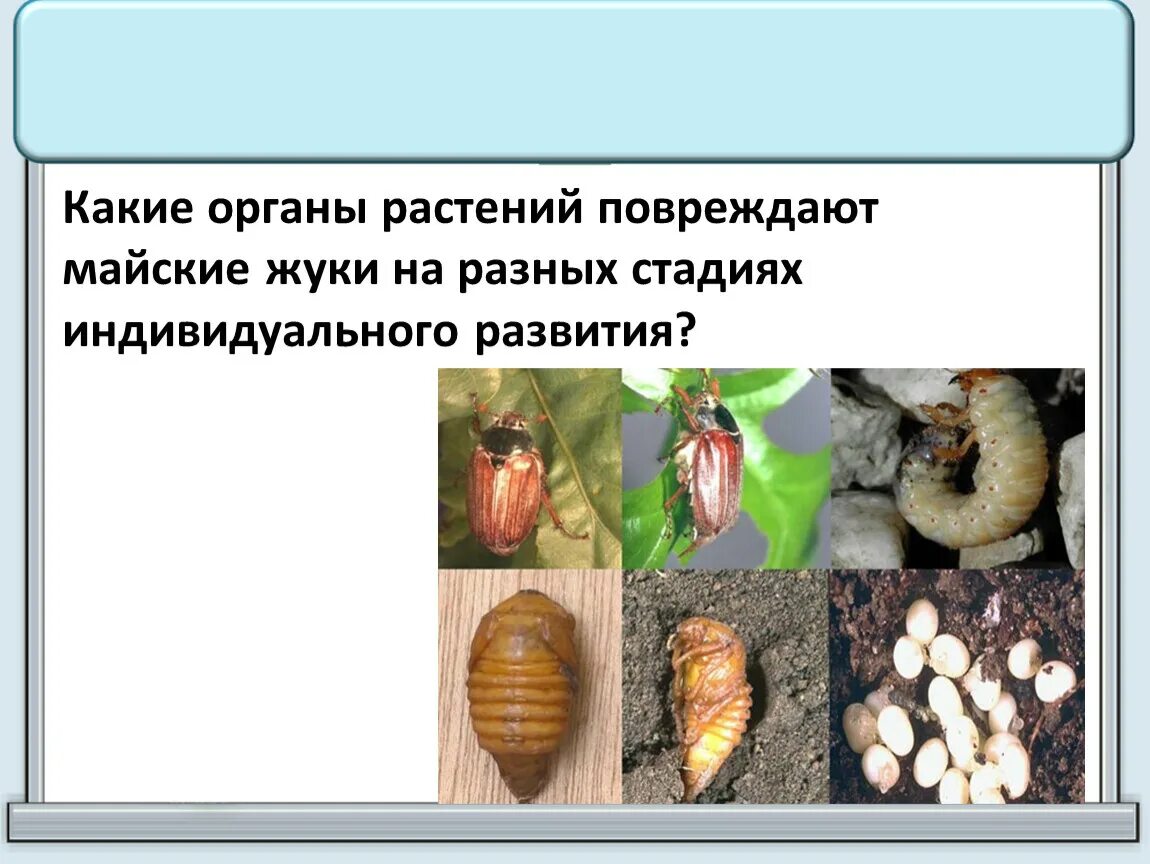 Какое развитие у жуков. Стадии развития майского жука. Стадии развития майских Жуков. Этапы развития майского жука. Развитие майского стадии.