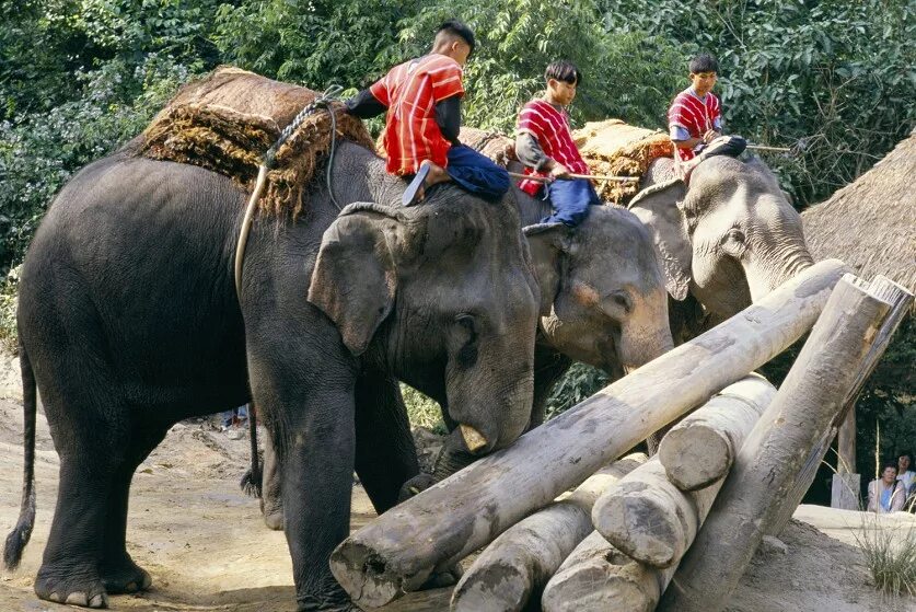 Working elephant. Слон несет бревна. Слон трудится. Рабочие слоны в Индии. Слоны помощники.