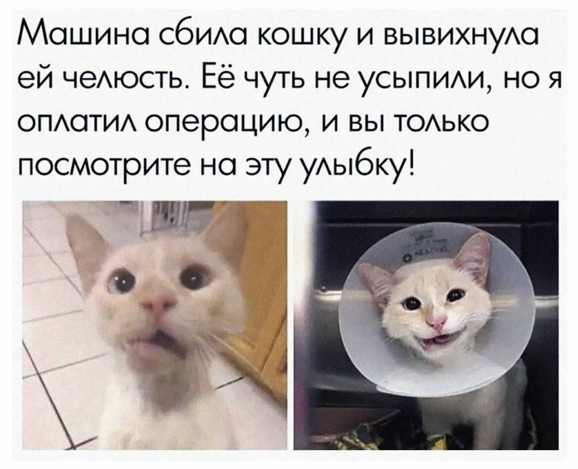 Сирийские коты. Кошка в магазине. Котолюбовь. Cats твиттер. Кошка в магазине.