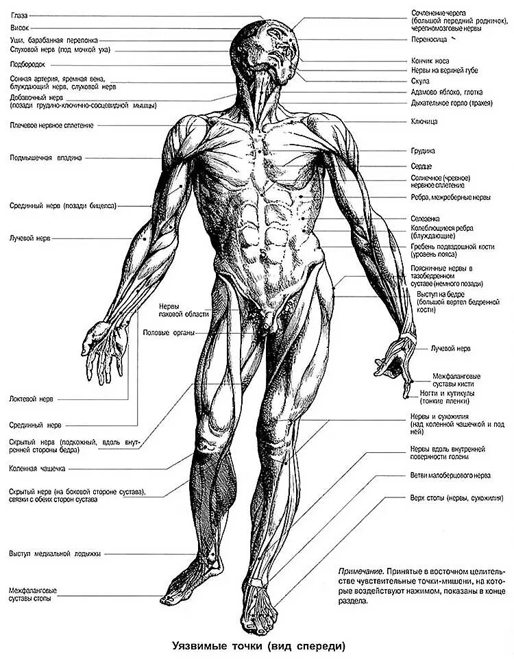 Ренней стороны. Болевые точки у человека на теле схема. Слабые точки человека на теле. Уязвимые болевые точки на теле человека.
